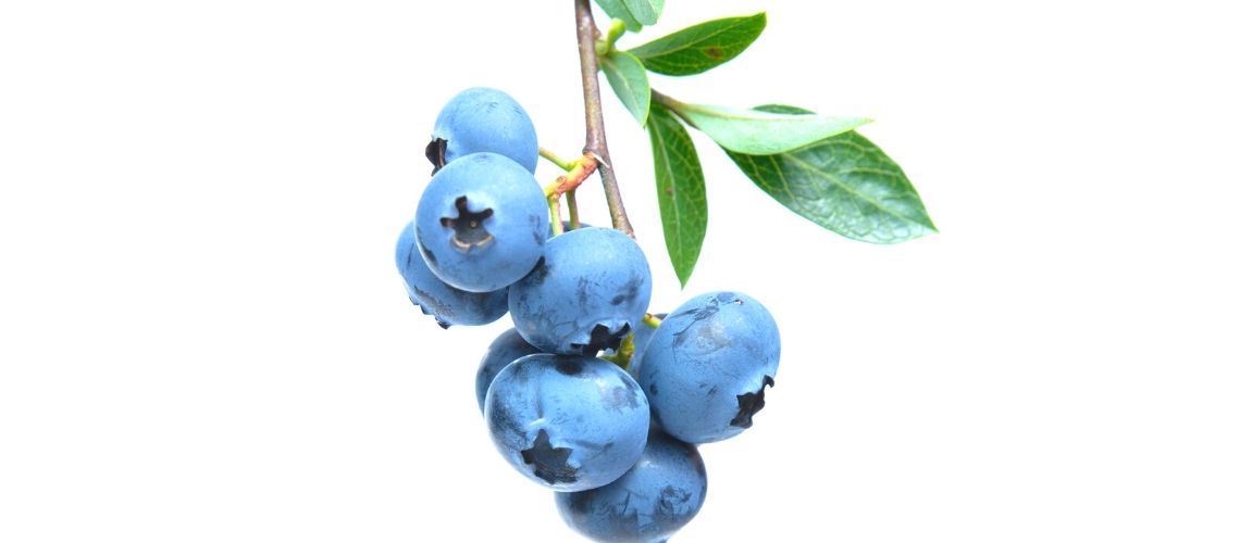 Discovering our food: blueberries #1