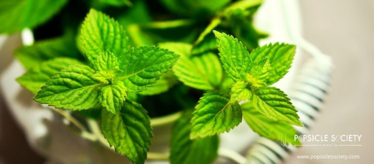 Discovering our food: mint
