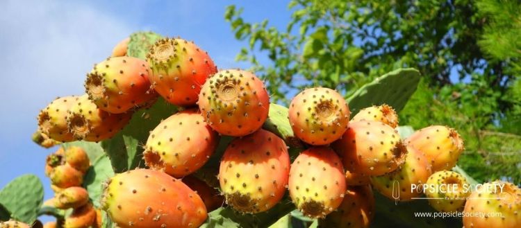 Discovering our food: Fichi d’India or Prickly Pear Cactus Fruit